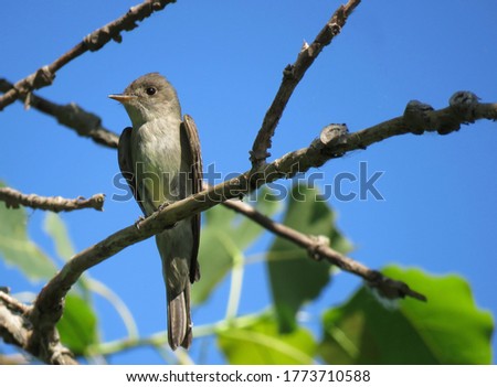 A beautiful Eastern Wood-Pewee sits on a branch on a tree in a Carolinian Forest.