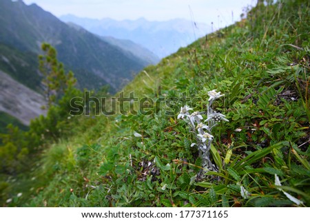 macro edelweiss growing in the mountains on the rocks on a summer day