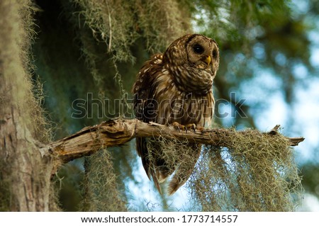 Close up image of Barred owl, Perched on branch, South Carolina swamp, Spanish moss on bald cypress Royalty-Free Stock Photo #1773714557