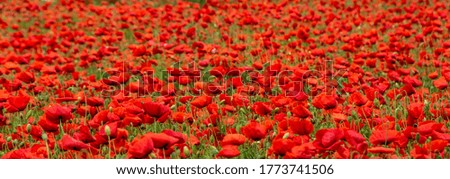 A panoramic shot of a field fully covered with red poppies