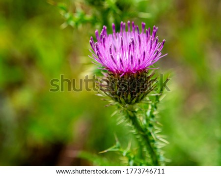 beautiful bright Thistle flower, plants with the Latin name Carduus, macro