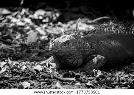 A grayscale picture of an Iguana resting after eating at "Auto Safari ChapÃ­n" in Escuintla, Guatemala.