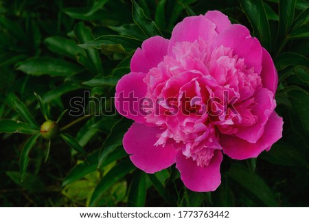            Pink peony in the garden                    