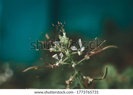Close images up of a tiny flower with green leaves.
