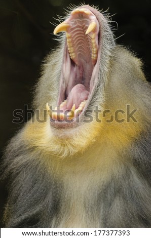 Portrait view of an adult male mandrill opening its mouth showing his long canine teeth. Mandrillus sphinx is a primate of the Old World monkey.