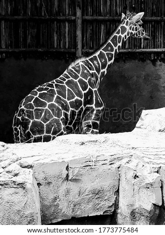 The giraffe at the zoo