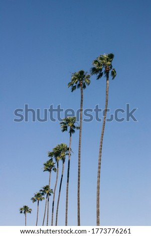 Palms on the blue sky background in Los Angeles. Vintage picture with freedom and relaxation concept