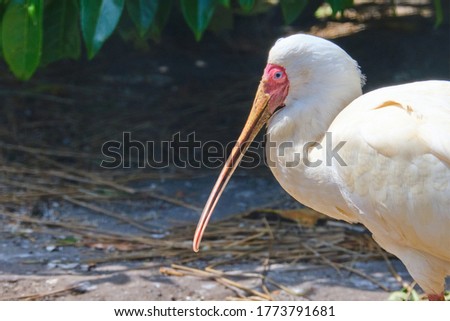 Head shot of a African spoonbill standing in the sun.