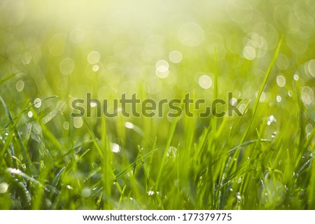 Background of blurred fresh green grass. Beautiful bright sunny spring morning. Abstract nature background with rounded pearl water-drops. Soft focus image.