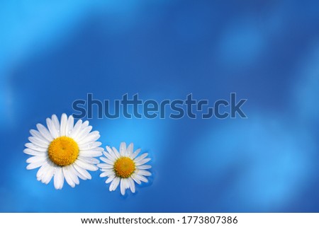 small and large daisy flowers float in the water top view. spend the summer together