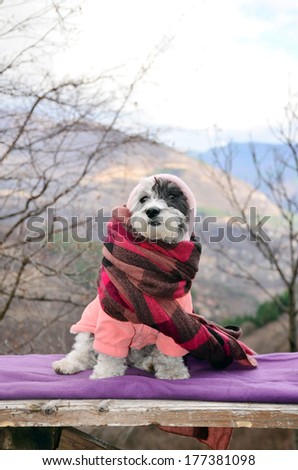 little white dog wrapped in a blanket resting on a mountain top