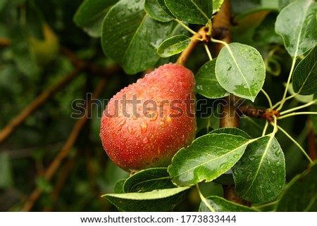Photo of a ripe red pear on a branch with green leaves and drops after the rain. Environmentally friendly. Grown tree do it yourself. Veganism and veterianism. Natural vitamins in fruits.