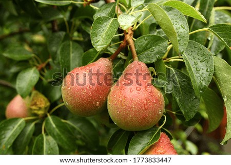 Photo of two red ripe pears on a branch with green leaves and drops after the rain. Environmentally friendly. Grown tree do it yourself. Veganism and veterianism. Natural vitamins in fruits.