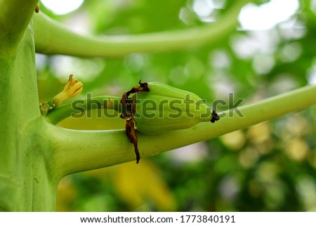 Close up Image of the flower of papaya or papaw or pawpaw blur background with selective focus