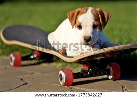 Jack Russel terrier puppy on a skate board