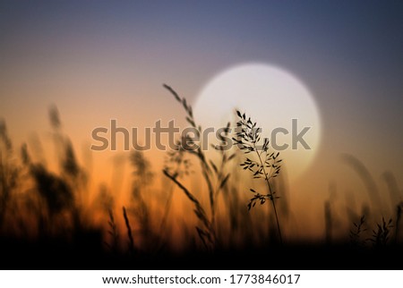 Grass silhouette against the setting sun.