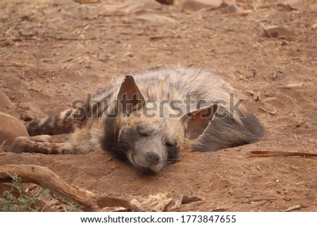 Striped hyena sunning himself in the African sun