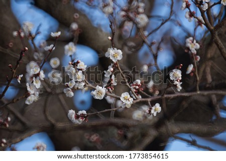 White plum ume sakura blossom flowers on tree's branches with blurred flowers and tree background against blue sky in the garden textured background