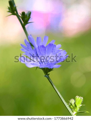 Blue chicory flower on a colorful sunny summer background