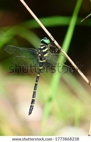 A Japanese dragonfly in summer.This name is Oniyanma.Kamaishi,Iwate,Japan.Late August.