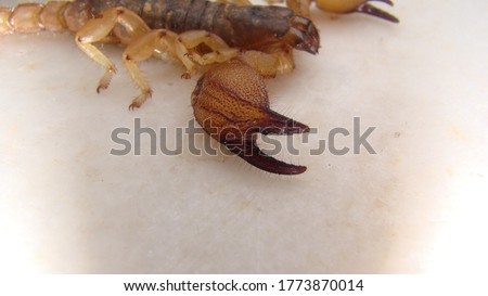 scorpion isolated.
scorpion on white background.
close up yellow scorpion.
closeup claw scorpion.
insects, insect, bugs, bug, animals, animal, wildlife, wild nature, forest, woods, garden, park
