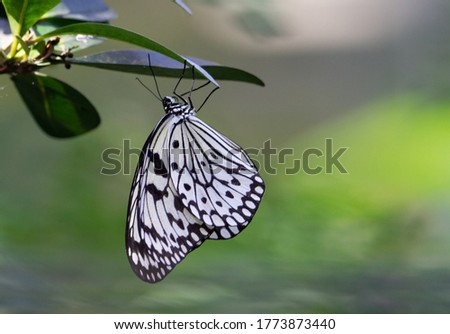 black and white butterfly large tree nymph resting under a leaf with a natural green background
