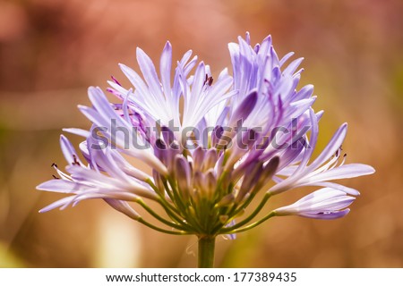 Flower Photography on Colorful Background