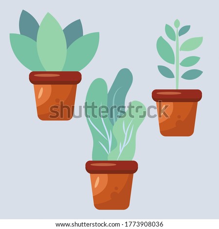 house plant vector illustration in flat style set 