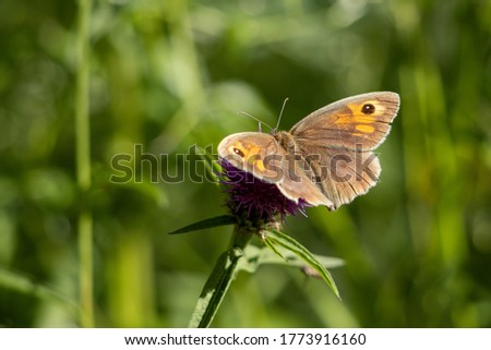 Small Heath Butterfly (Coenonympha pamphilus) resting on a Blackberry bush Royalty-Free Stock Photo #1773916160