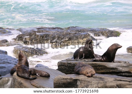 Kangaroo Island fur seal colony, South Australia 
