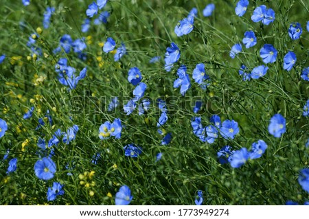 Blooming blue flax in the field. Flower medicine.