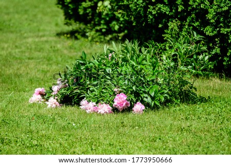 Bush with many large delicate vivid pink peony flowers in a British cottage style garden in a sunny spring day, beautiful outdoor floral background photographed with selective focus