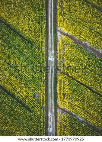 Aerial sunflowers field with road view