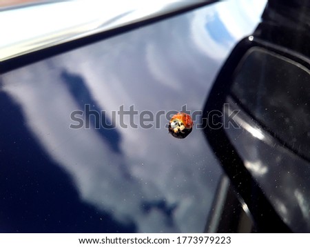 Ladybug in a black car after rain
