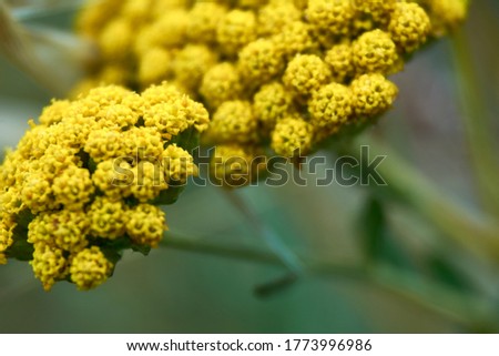 Set of small yellow flowers, macro photography, details, light, insect
