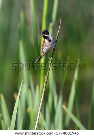 Male Reed Bunting perched on a reed on a sunny day in County Durham, England, UK