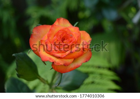 Branch of an orange rose close-up.
