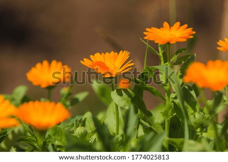 Calendula on a flower bed in the middle of summer in Siberia. 