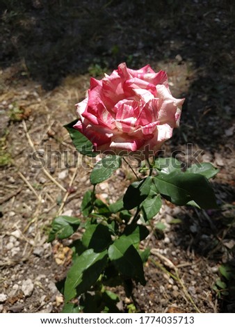 rose in the garden, interesting single pink rose in a green grass