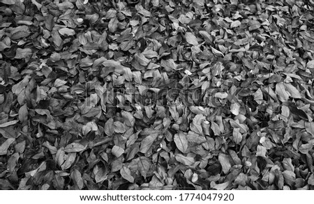 Bed of Leaves.  Outdoor scene of fallen leaves in black and white for use as an advertising backdrop.