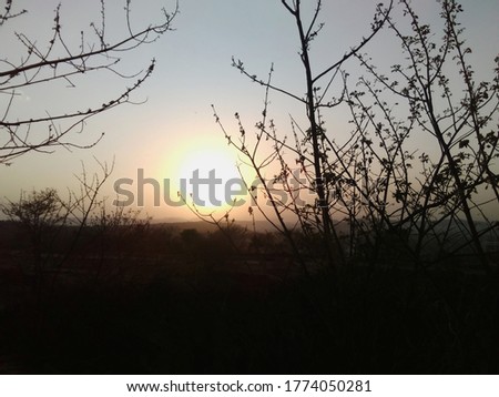 Sunrise seen through dried trees and bushes
