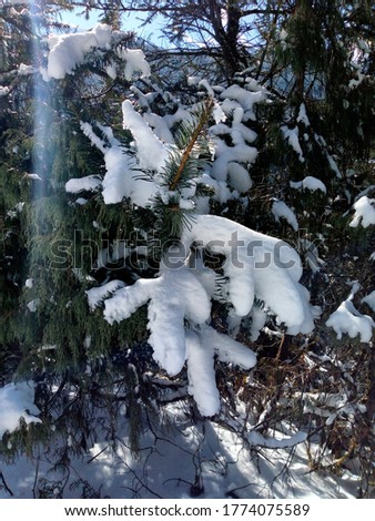 Gathering of snow on leaf after fresh snowfall at Gulmarg, Snow texture wallpaper. collection of snowfall on Christmas tree
