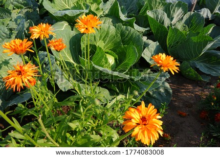 Ripe white cabbage grows next to calendula. Marigold plants protect cabbage from pests
