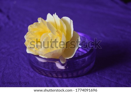 Yellow rose thrown in purple background