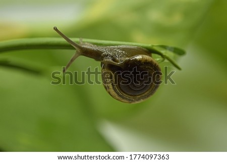 A closeup photograph of a Snail on a plant.