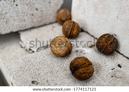 Raw walnuts in a brown shell on a white and light gray foam block under the open sky. Autumn season, a fallen crop of several fruits