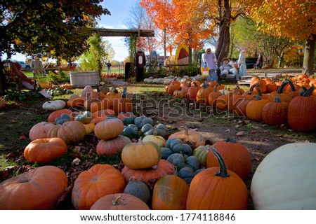 Pumpkins ready for sale with dolls decoration in the background