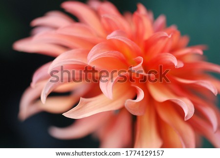 Cascade of petals of an orange Dahlia flower