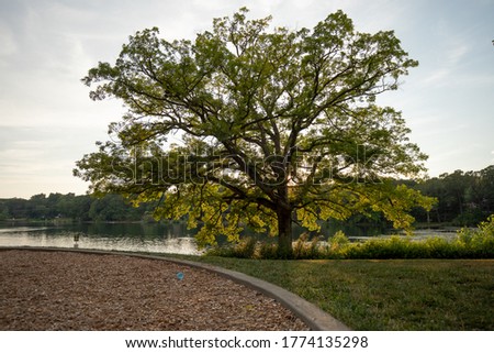 A tree at sunset at Woods Lake Park in Kalamazoo Michigan Royalty-Free Stock Photo #1774135298