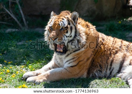
portrait of the head of a wild majestic tiger